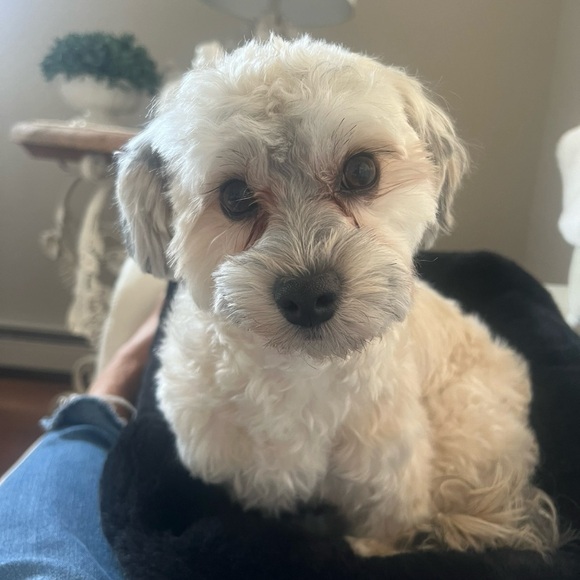 ❤️Meet your posher❤️ - Picture 10 of 11